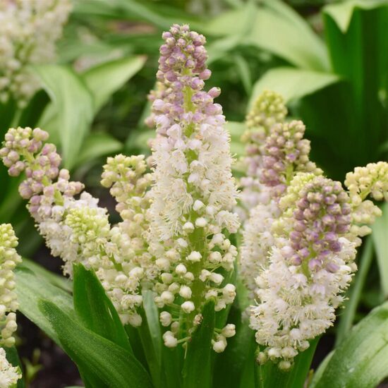 Muskare 'Madonna Lady'